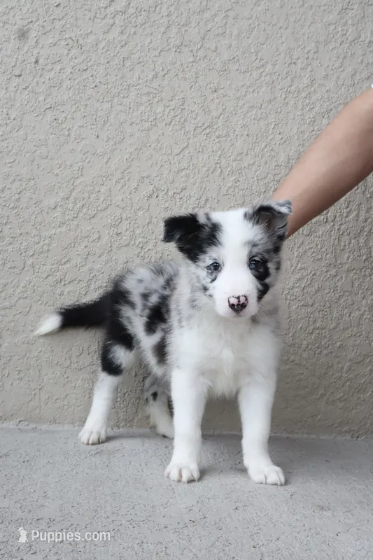 Milo  – Border Collie puppy for sale in Kissimmee, FL