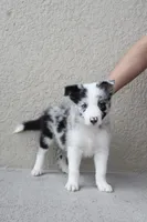 Milo , a male Border Collie for sale in Kissimmee, FL – 1 of 6