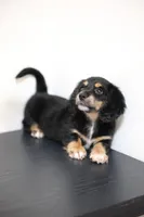 White toe girl , a female Miniature Dachshund for sale in Kissimmee, FL – 5 of 10