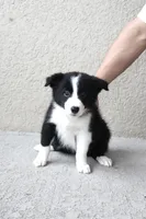 Mia , a female Border Collie for sale in Kissimmee, FL – 5 of 7
