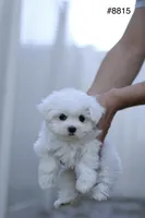 AKC Mia , a female Maltese for sale in Saint Cloud, FL – Photo 4 of 9