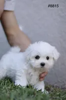 AKC Mia , a female Maltese for sale in Saint Cloud, FL – Photo 8 of 9