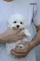 AKC Mia , a female Maltese for sale in Saint Cloud, FL – Photo 1 of 9