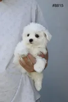 AKC Mia , a female Maltese for sale in Saint Cloud, FL – Photo 9 of 9