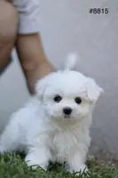 AKC Mia , a female Maltese for sale in Saint Cloud, FL – Photo 5 of 9