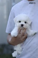 AKC Mia , a female Maltese for sale in Saint Cloud, FL – Photo 7 of 9