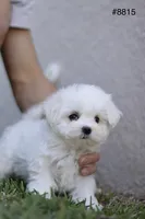 AKC Mia , a female Maltese for sale in Saint Cloud, FL – Photo 2 of 9