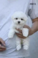 AKC Mia , a female Maltese for sale in Saint Cloud, FL – Photo 3 of 9