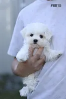 AKC Mia , a female Maltese for sale in Saint Cloud, FL – Photo 6 of 9