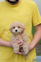 Miko, a male Maltipoo for sale in Kissimmee, FL – 9 of 10