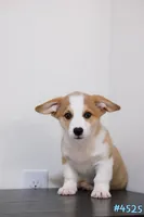 Mochi , a male Pembroke Welsh Corgi for sale in Kissimmee, FL – 4 of 7