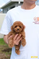 Lucy , a female Poodle - Toy  for sale in Kissimmee, FL – 5 of 9
