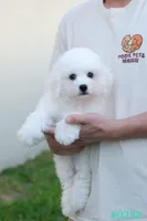 AKC snowflake , a male Bichon Frise for sale in Kissimmee, FL – 7 of 10