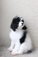 Rehome puppy , a male Cockapoo for sale in Kissimmee, FL – 2 of 7