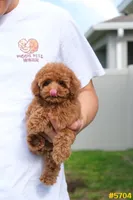 Lucy , a female Poodle - Toy  for sale in Kissimmee, FL – 7 of 9