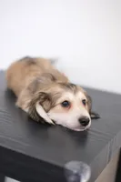 AKC Leo, a male Miniature Dachshund for sale in Kissimmee, FL – 6 of 8