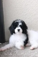 Rehome puppy , a male Cockapoo for sale in Kissimmee, FL – 5 of 7