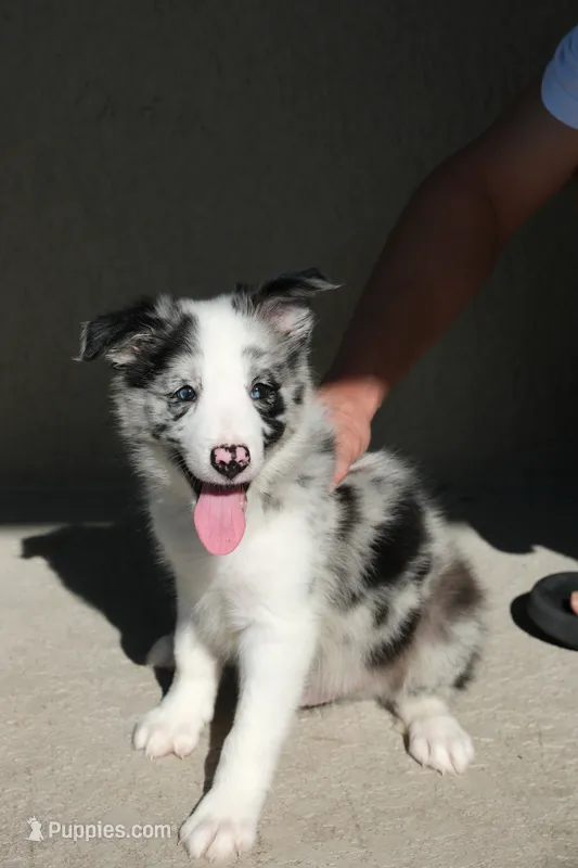 Milo  – Border Collie puppy for sale in Kissimmee, FL
