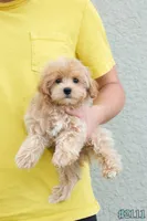 Milo, a male Maltipoo for sale in Kissimmee, FL – 7 of 9