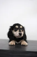 AKC Lina , a female Miniature Dachshund for sale in Kissimmee, FL – 3 of 9