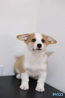 Mochi , a male Pembroke Welsh Corgi for sale in Kissimmee, FL – 2 of 7