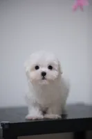 Bingo , a male Maltese for sale in Kissimmee, FL – 7 of 10
