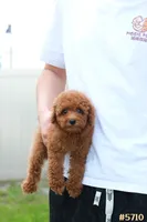 Lily , a female Poodle - Toy  for sale in Kissimmee, FL – 3 of 10