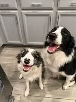 Mia , a female Border Collie for sale in Kissimmee, FL – 7 of 7