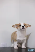 Mochi , a male Pembroke Welsh Corgi for sale in Kissimmee, FL – 7 of 7