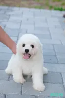 AKC snowflake , a male Bichon Frise for sale in Kissimmee, FL – 1 of 10