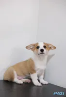 Mochi , a male Pembroke Welsh Corgi for sale in Kissimmee, FL – 3 of 7