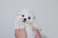 Bingo , a male Maltese for sale in Kissimmee, FL – 10 of 10
