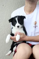 Mia , a female Border Collie for sale in Kissimmee, FL – 6 of 7