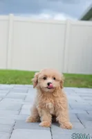 Miko, a male Maltipoo for sale in Kissimmee, FL – 5 of 10