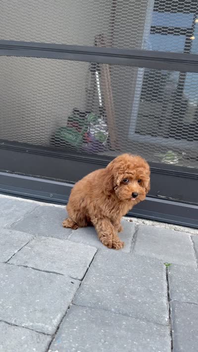 Lucy , a female Poodle - Toy  for sale in Kissimmee, FL – 9 of 9