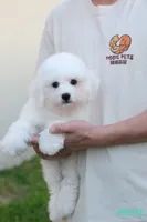 AKC snowflake , a male Bichon Frise for sale in Kissimmee, FL – 8 of 10