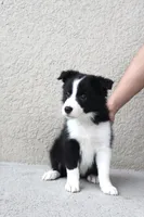 Mia , a female Border Collie for sale in Kissimmee, FL – 3 of 7