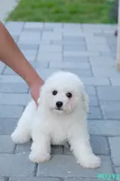 AKC snowflake , a male Bichon Frise for sale in Kissimmee, FL – 4 of 10