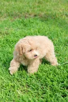 Miko, a male Maltipoo for sale in Kissimmee, FL – 8 of 10