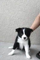 Mia , a female Border Collie for sale in Kissimmee, FL – 4 of 7