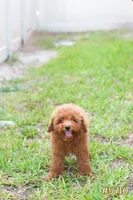 Lily , a female Poodle - Toy  for sale in Kissimmee, FL – 9 of 10