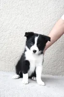 Mia , a female Border Collie for sale in Kissimmee, FL – 2 of 7