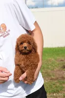 Lily , a female Poodle - Toy  for sale in Kissimmee, FL – 7 of 10