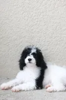 Rehome puppy , a male Cockapoo for sale in Kissimmee, FL – 4 of 7