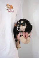 AKC Lina , a female Miniature Dachshund for sale in Kissimmee, FL – 1 of 9