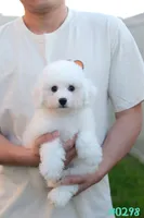 AKC snowflake , a male Bichon Frise for sale in Kissimmee, FL – 2 of 10