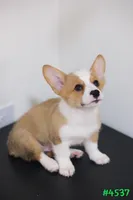 Mikey, a male Pembroke Welsh Corgi for sale in Kissimmee, FL – 2 of 8