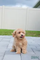 Miko, a male Maltipoo for sale in Kissimmee, FL – 3 of 10