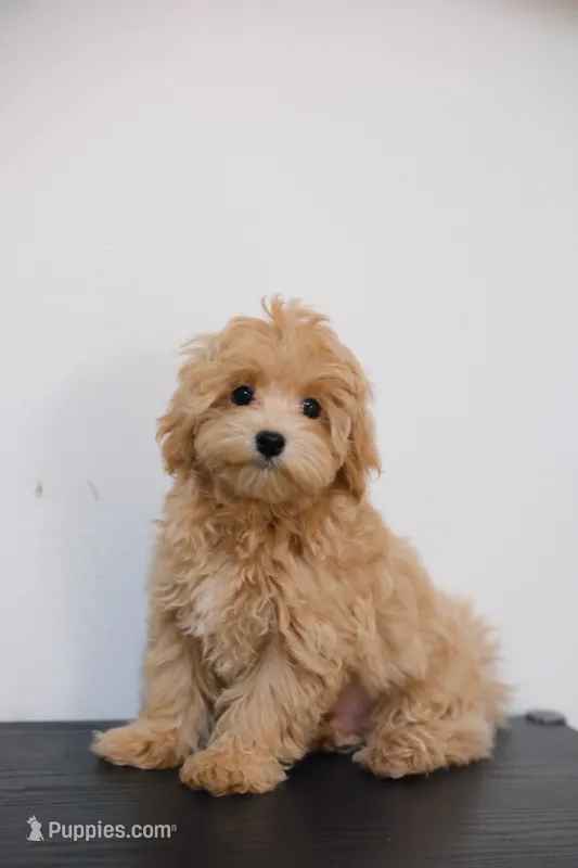 Milo – Maltipoo puppy for sale in Kissimmee, FL