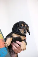 Black princess , a female Miniature Dachshund for sale in Kissimmee, FL – 9 of 10